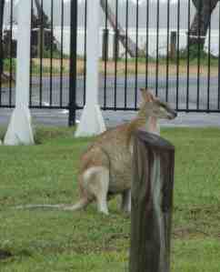 Holy Moly! Our first kangaroo in the wild... ish